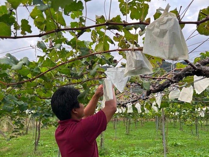 A vineyard worker inspecting and adjusting protective bags on grapevines, with green leaves and rows of grapes in the background.