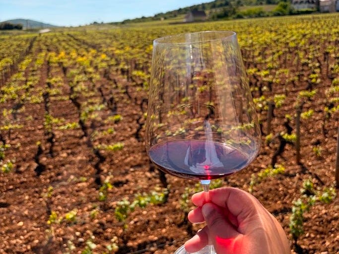 A hand holding a glass of red wine against a backdrop of a vineyard with green grapevines under a blue sky.