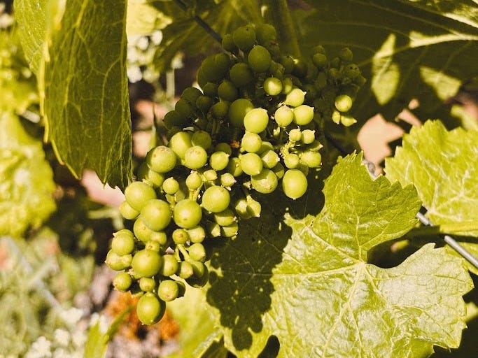 Close-up of a cluster of green grapes growing on a vine surrounded by large green leaves.