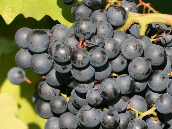 A close-up of dark purple grapes hanging on a vine with green leaves in the background.