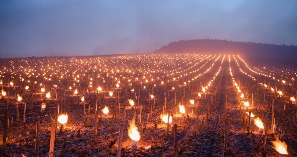 A vineyard at dusk covered in frost, with rows of grapevines illuminated by numerous small controlled fires along the ground to protect the plants from freezing temperatures.