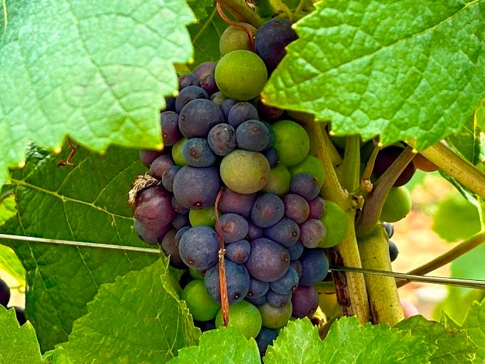 A cluster of grapes in varying shades of purple and green, surrounded by green leaves on a vine.