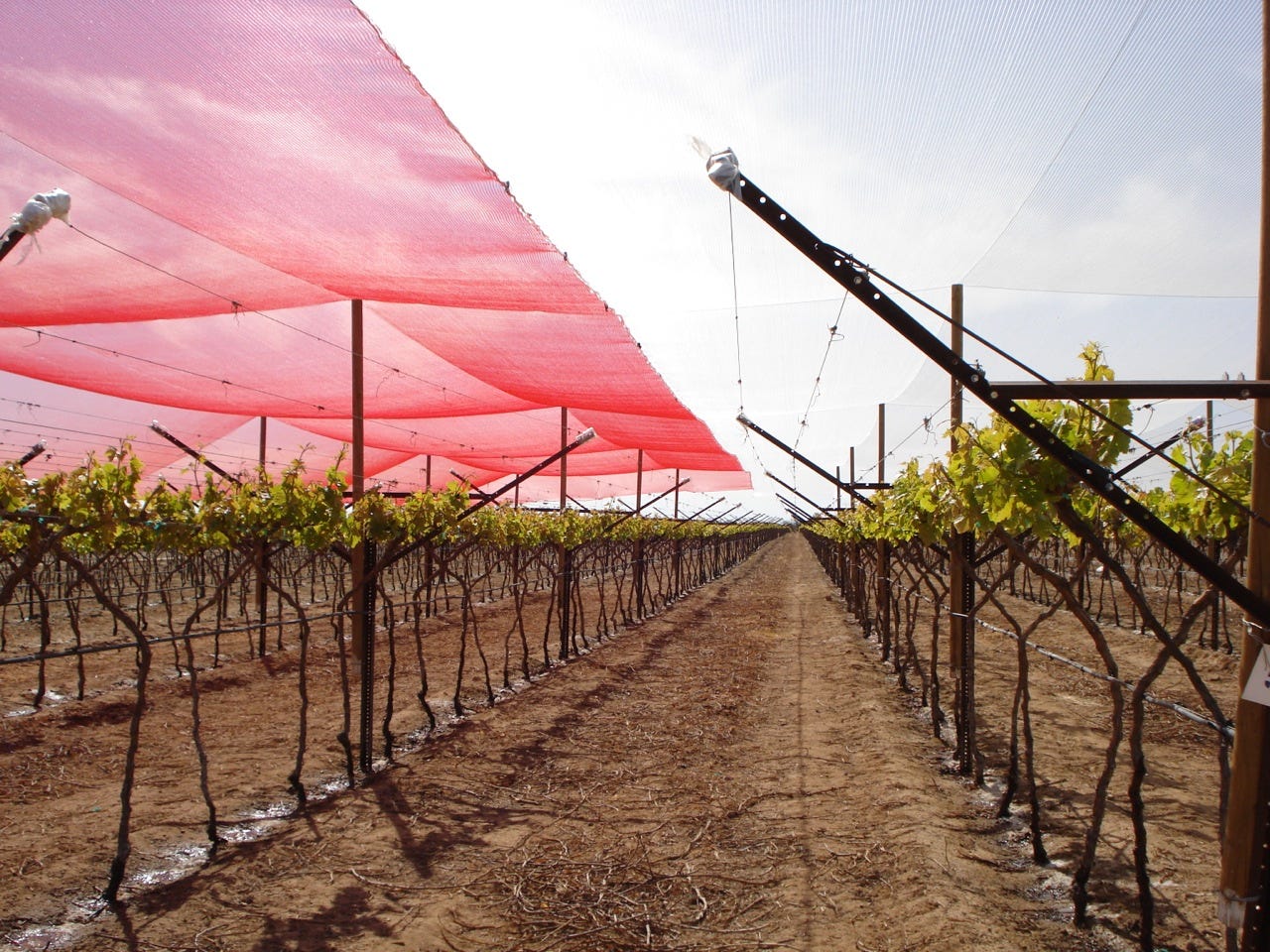View of a vineyard with green grapevines and a pink shading net overhead, providing protection from sunlight.