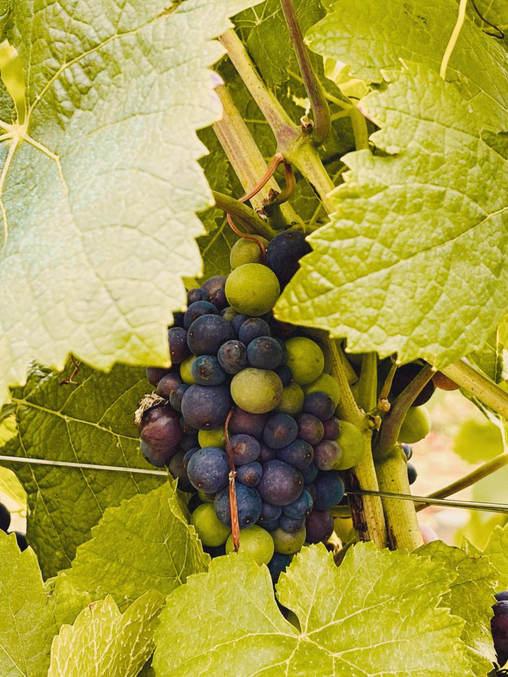 Cultural Dynamics in Wine: Appropriation vs.&nbsp;Assimilation